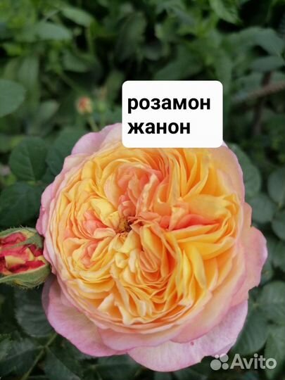 Чайно гибридные розы