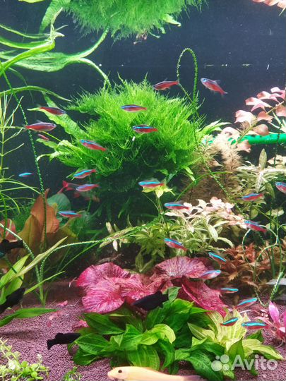Аквариумные растения