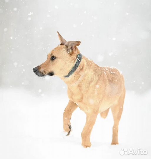 Собаки в дар