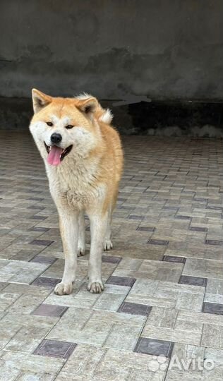 Акита обмен, вязка