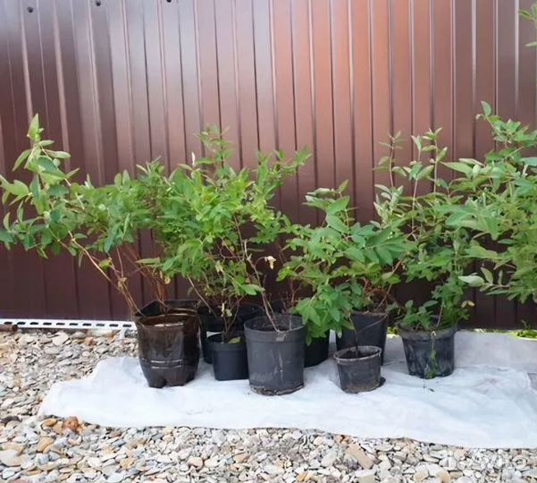 Саженцы Жимолости Ежевики Крыжовника