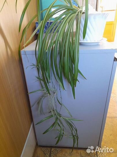 Хлорофитум