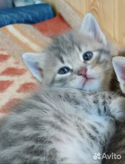 Котята в добрые руки домашние