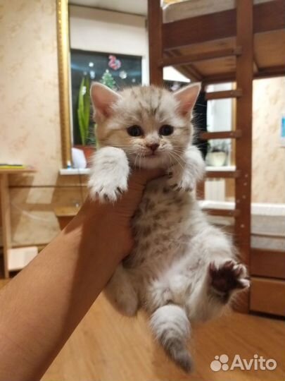 Котёнок, девочка. Британец