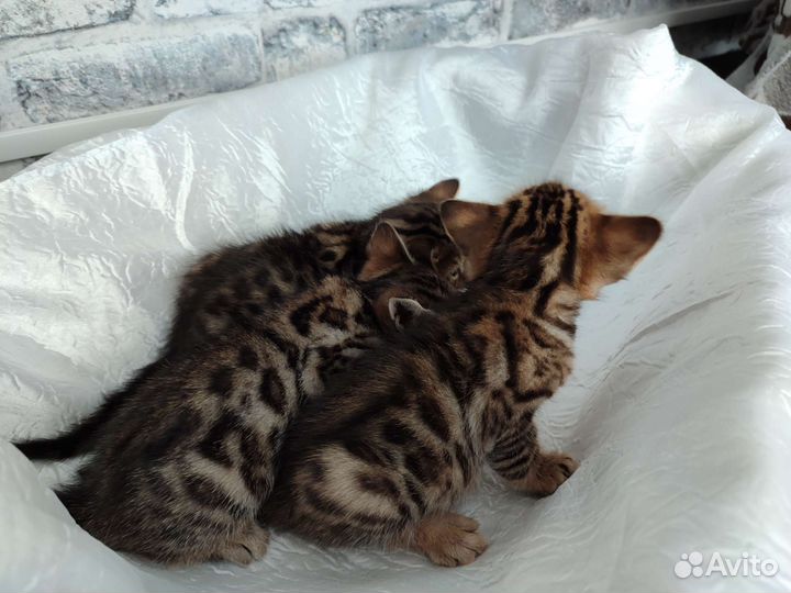 Бенгальские котята девочки