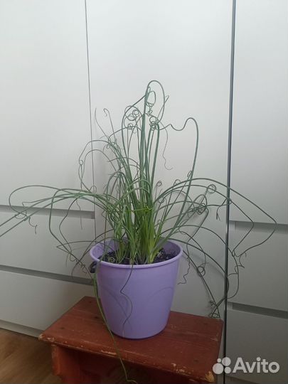 Джинкус ситник