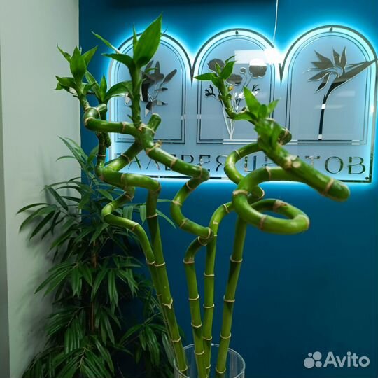 Драцена Бамбук