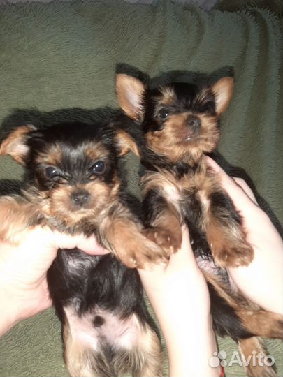 Йоркширский терьер щенки