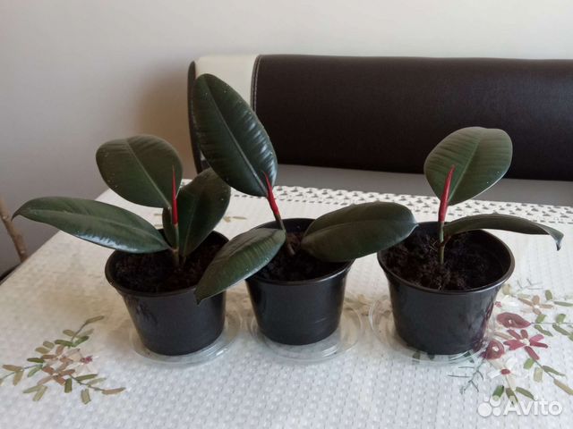 Фикус каучуконосный