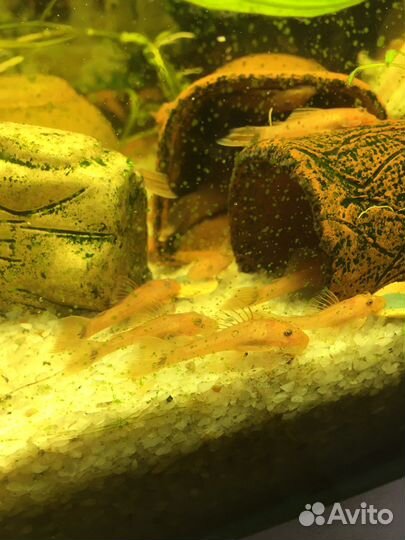 Сомики анциструсы super ред