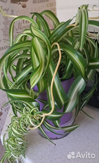 Хлорофитум кудрявый