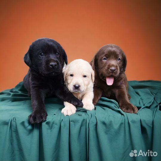 Элитные щенки лабрадора
