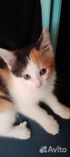 Котята в добрые руки даром бесплатно