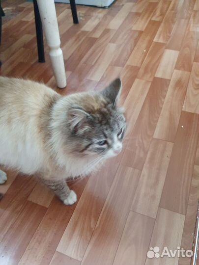 Кошка в дар