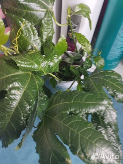 Комнатные растения цветы