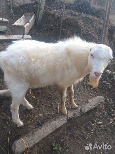 Козочка и козлик ламанча