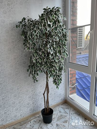 Фикус бенджамина искусственный