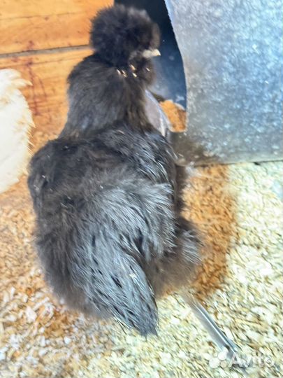 Китайские шелковые курицы