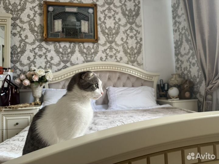 Котята в дар