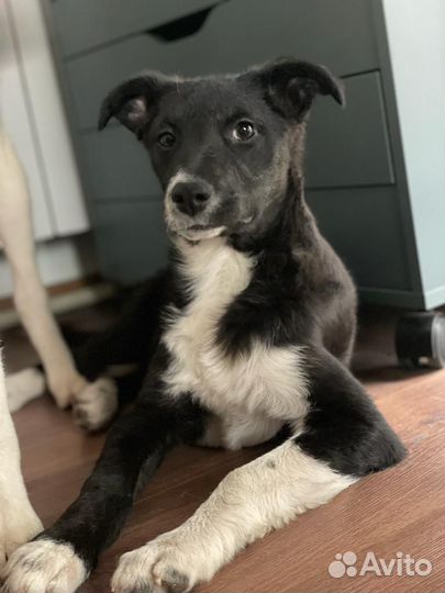 Щенок-подросток