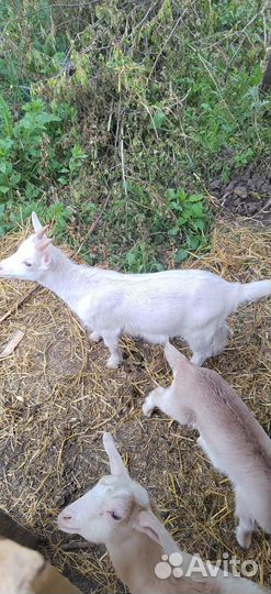 Продаю козлят
