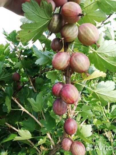 Саженцы плодово ягодных и декоративных культур