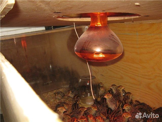 Инфракрасная лампа