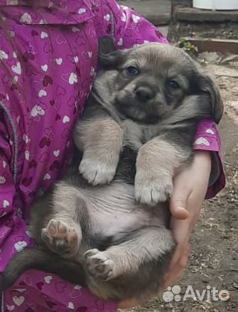 Собака в добрые руки щенок