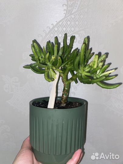 Толстянка хоббит