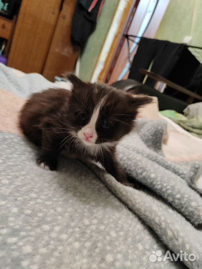 Кошки