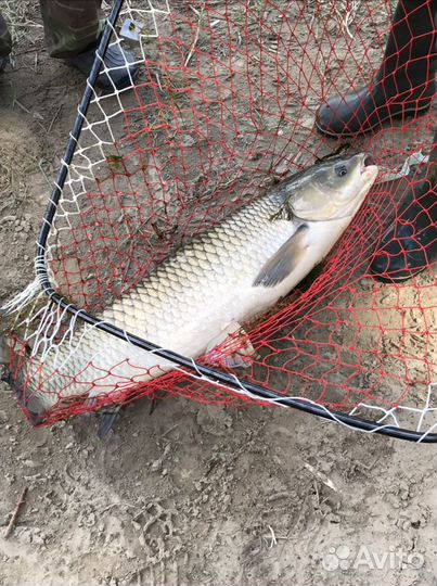 Пьяная кукуруза