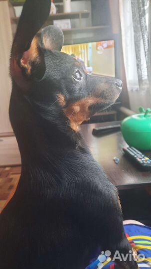 Русский той-терьер вязка