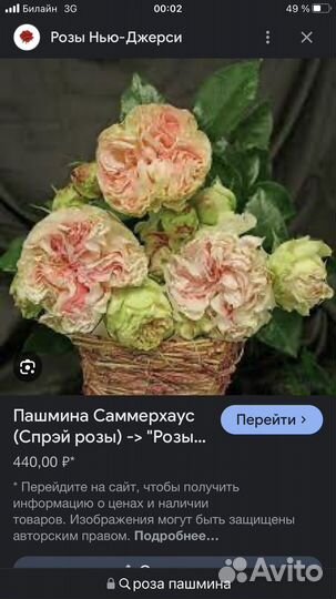 Роза Пашмина