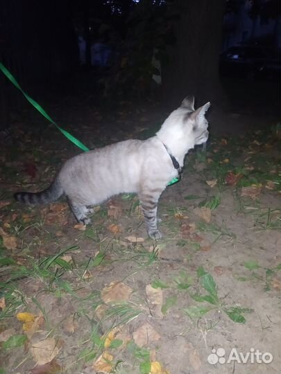 Отдам кошку в добрые руки