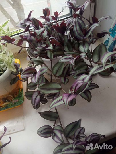 Традесканция