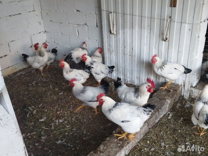 Домашние куры