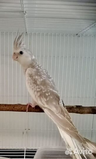 Сенегальский, корелла, александрийский попугаи