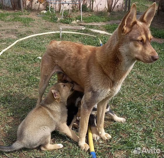 Щенок кареглазый 2 мес отдам