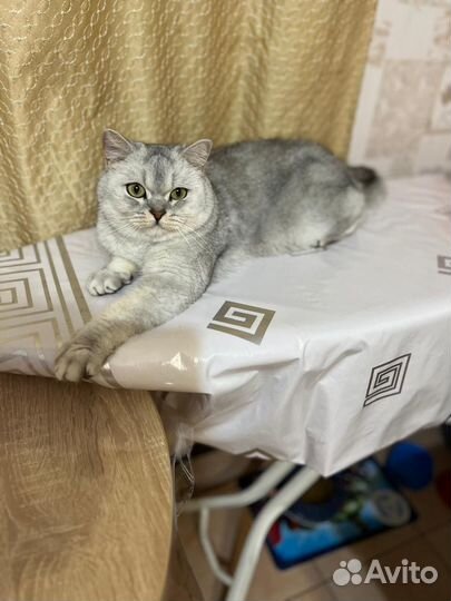 Кот Британец (Марсель)
