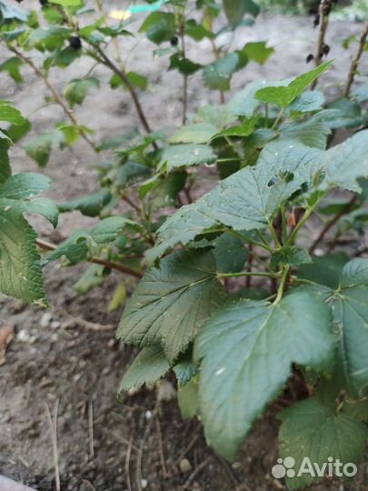 Смородина черная куст 2 года