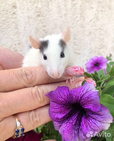 Питомник. Дамбо крысы, крысята, крыса