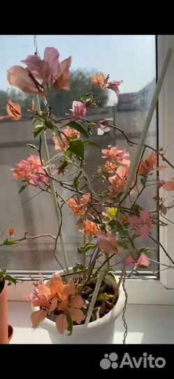 Бугенвиллия цветущая