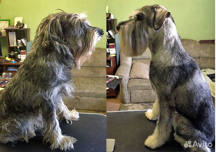 Стриппиинг и тримминг собак