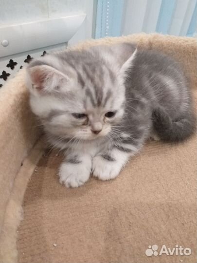 Шотландские котята