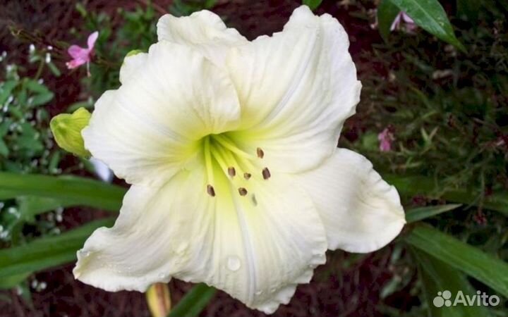 Лилейники Джон сеньор