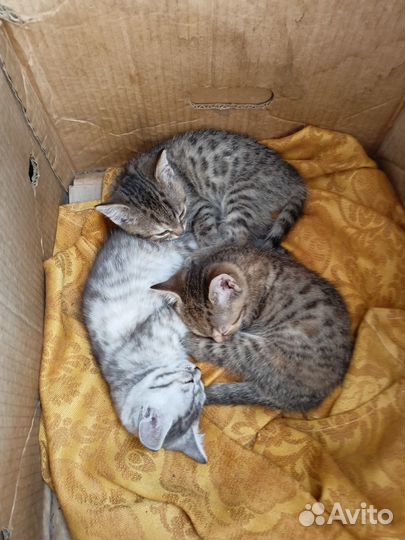 Британские котята короткошерстные