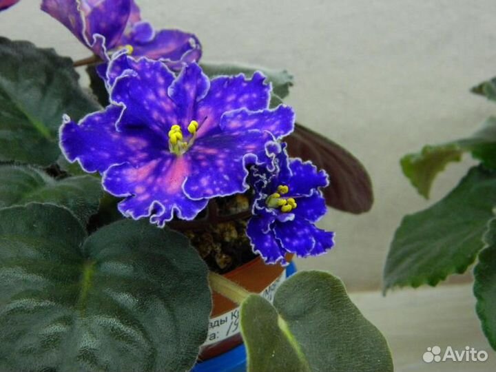 Фиалки- лист на срез