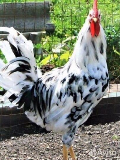 Куры несушки продам
