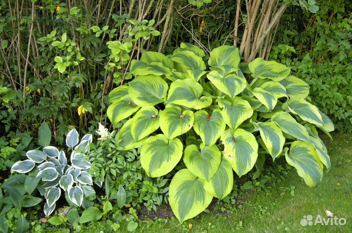 Хоста растение