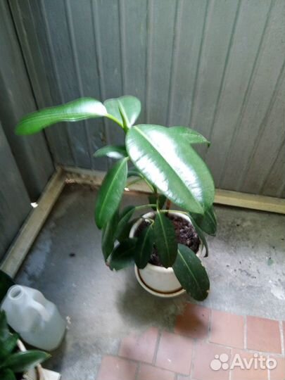 Фикус высота 70 см в пластмассовом горшке